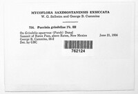 Puccinia grindeliae image